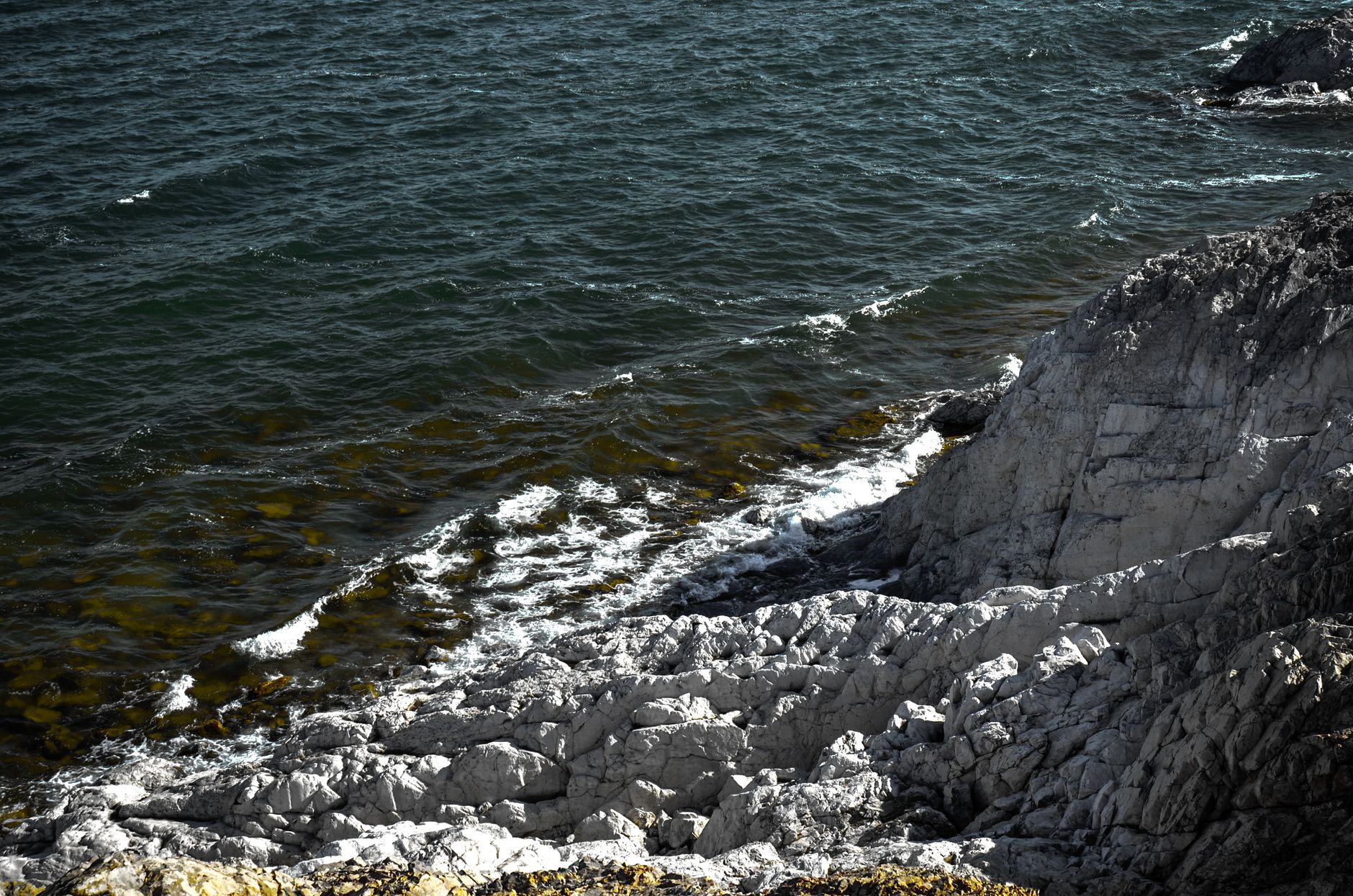 Wild rocky shoreline at low tide with sea greenery